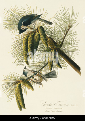 Parus bicolor tufted titmouse Stock Photo