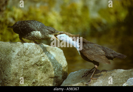 Dipper feeding Youngster Stock Photo