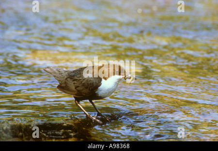 Dipper feeding Stock Photo