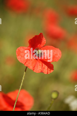 Wild red poppies in a row. Isolated on white background Stock Photo - Alamy
