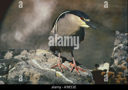 A Black crowned Night Heron perches on a rock in the Falkland Islands Stock Photo