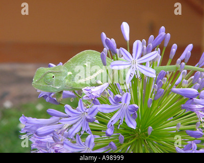 Chameleon reptile on agapanthus flower Stock Photo