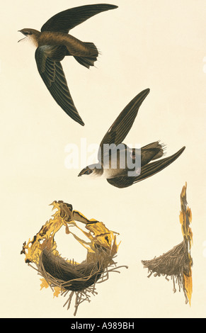 Chaetura pelagica chimney swift Stock Photo