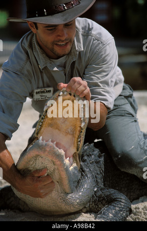 Florida, Orlando, Gatorland, Alligator wrestling Stock Photo