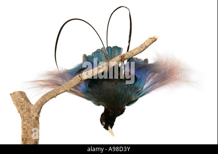 Paradisaea rudolphi blue bird of paradise Stock Photo