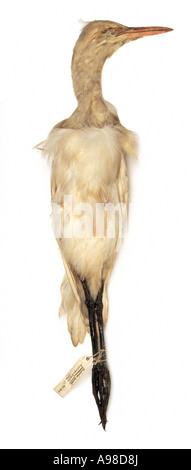Bubulcus ibis cattle egret Stock Photo