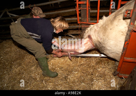 COW CALVING WITH THE FARMER'S HELP AND BIRTH OF HER CALF, CATTLE FARM ...