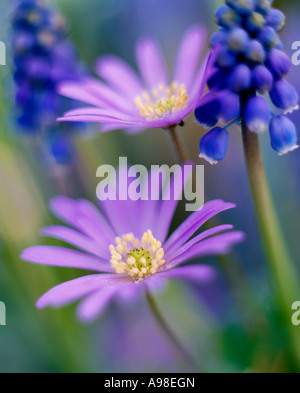 Spring flowering bulbs in the garden Hyacinths Anemone blanda and Muscari Neglectum also known as Grape Hyacinth Scotland UK Stock Photo