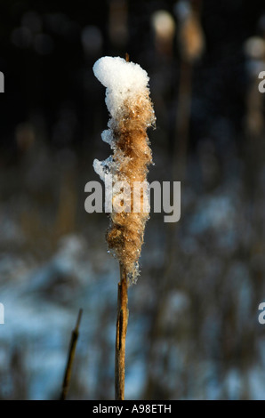bulrush - reed mace in early spring in stockholm Stock Photo - Alamy