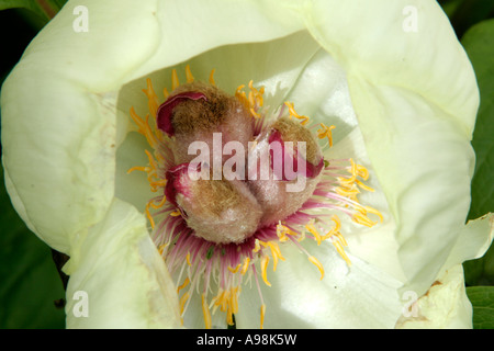 Paeonia wittmanniana has beautiful yet ephemeral flowers in mid May Stock Photo