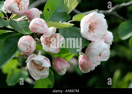 Malus Charlottae has fragrant semi double blooms in May Stock Photo