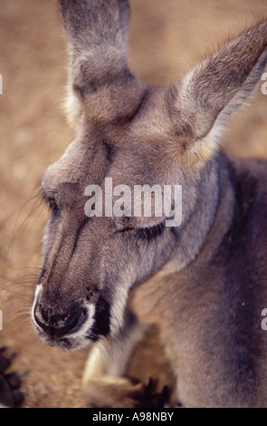 Eastern Grey Kangaroo in Taronga Zoo, Sydney Stock Photo