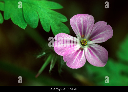 Geranium robertianum - Herb-Robert geranium Stock Photo