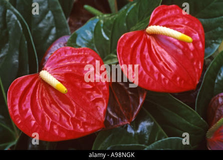 Red Anthirium - Anthurium andraeanum - Anturio Stock Photo