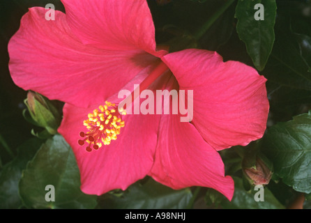 Hibiscus flower rosa-sinensis, Chinese Hibiscus - Ibisco, Malvaceae close up Stock Photo
