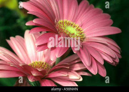 African daisy, Gerbera Jamesonii - Asteraceae, Compositae close up petals corolla Stock Photo
