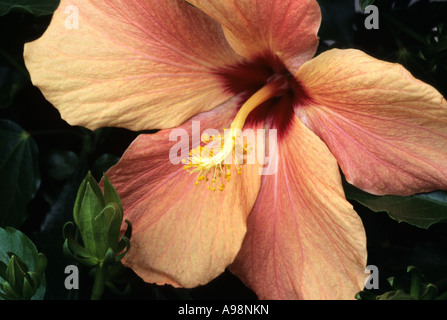 Hibiscus rosa-sinensis, Chinese Hibiscus - Ibisco, Malvaceae Stock Photo