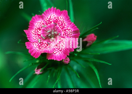 Sweet William, Dianthus barbatus - Caryophyllaceae Stock Photo