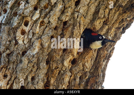 acorn woodpecker ( Melanerpes formicivorus) nest in Santa Ynez, California Stock Photo