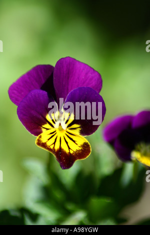 Heartsease - Viola tricolor Stock Photo
