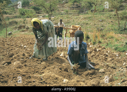 Ploughing and preparing fields for planting Tigrai Ethiopia Stock Photo