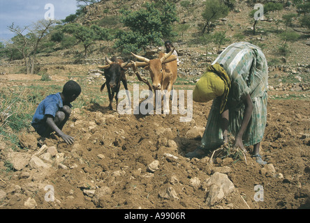 Ploughing and preparing fields for planting Tigrai Ethiopia Stock Photo