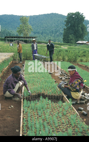 Farm Africa Forestation project children planting saplings Ginchi Ethiopia Stock Photo