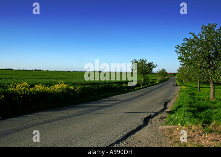 Scenic country road winding through spring landscape with tree-lined path, green fields, and blooming yellow wildflowers under clear blue sky Stock Photo