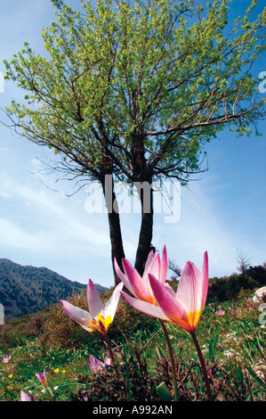 Tulipa saxatilis endemic wild flower of Crete Greece Springtime April Stock Photo