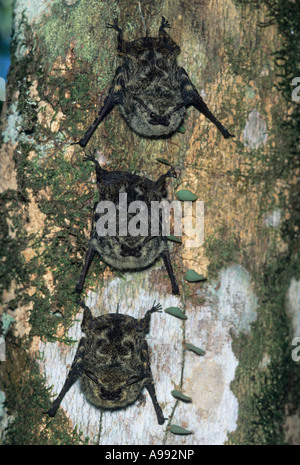 Proboscis Bats (Rhynchonycteris naso) Three roosting under rainforest tree, Tortuguero National Park, Costa Rica Stock Photo