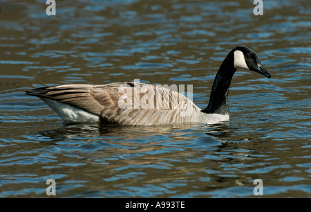Canada Goose - Branta canadensis Stock Photo