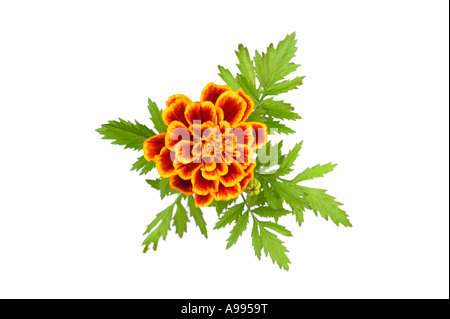 Flower Marigold isolated on a white background Stock Photo