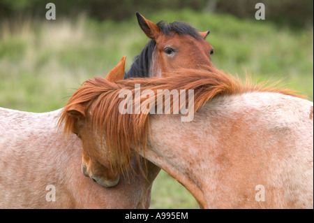 Two wild horses cleaning each other or are they whispering New Forest, Hampshire, England. Stock Photo
