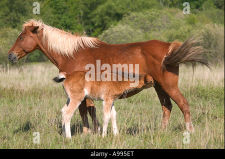 Profile of a wild mare feeding her foal New Forest, Hampshire, England. Stock Photo