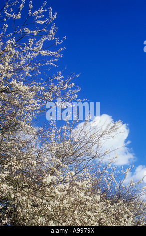 Branches bearing profusion of white flowers preceding leaves of Blackthorn or Prunus spinosa with sky and windswept clouds Stock Photo
