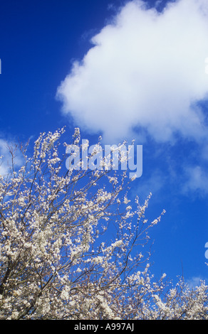 Branches bearing profusion of white flowers preceding leaves of Blackthorn or Prunus spinosa with blue sky and windswept clouds Stock Photo