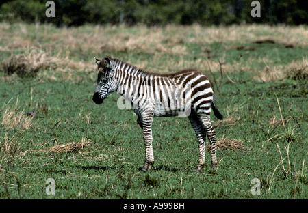 A juvenile plains Zebra on fresh pasture Stock Photo