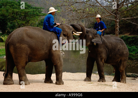 Elephant trainers called mahouts leave the river after bathing their elephants at the Thai Elephant Conservation Center. Stock Photo