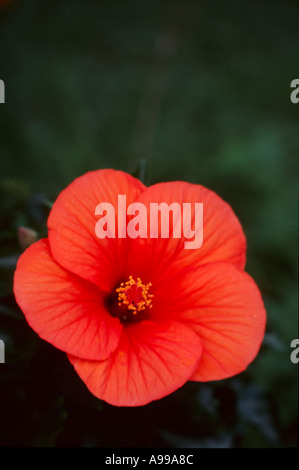 Red hibiscus flower in garden green background Stock Photo