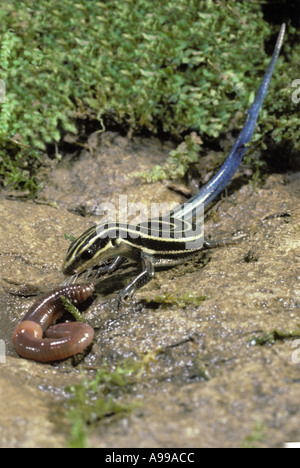 Garden drama: A Five-lined Skink, Eumeces fasciatus, predator attacking earthworm to eat, Midwest USA Stock Photo