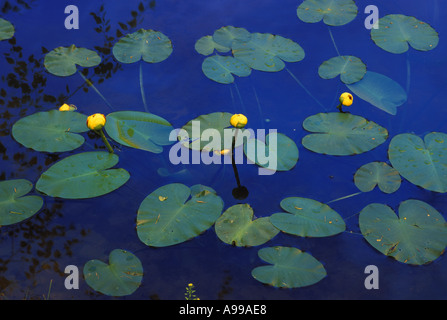 Water plants: Spatterdock lily pad, a native water lily in bloom in luminescent blue garden pond, Midwest USA Stock Photo