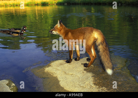 Red fox (Vulpes fulva) on rock watching wood ducks swimming, Missouri USA Stock Photo