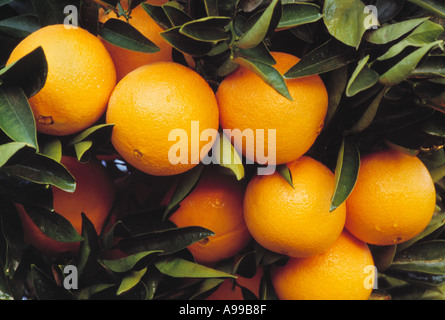 Agriculture - Closeup of mature Navel oranges on the tree, ready for harvest / Exeter, San Joaquin Valley, California, USA. Stock Photo