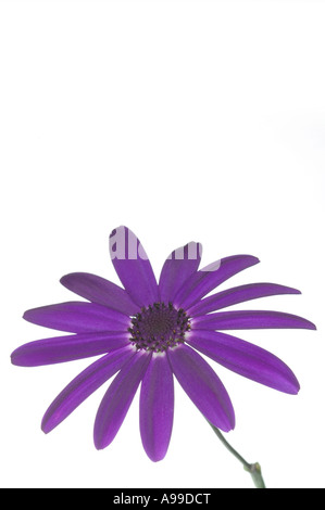 Flower Senetti Deep Blue isolated on white and posistioned lower frame Stock Photo