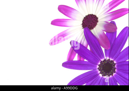 Two Senetti flowers isolated on white and framed on the right Stock Photo