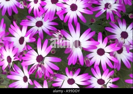 Flowers Senetti Magenta Bi Color spring background Stock Photo