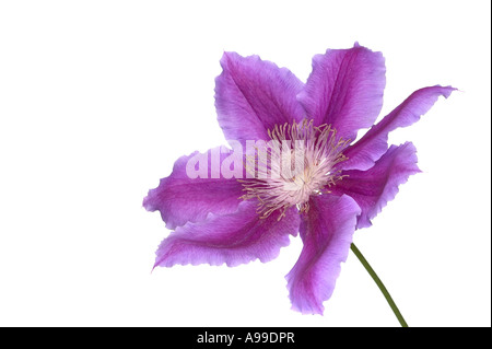 Macro shot of a Clematis Dr Ruppel flower isolated on white Stock Photo