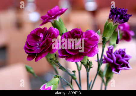 Pink Carnations Stock Photo