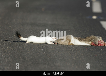 Stoat in winter Stock Photo