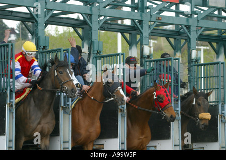 HORSES THOROUGHBRED RACING Calgary Alberta Canada Stock Photo